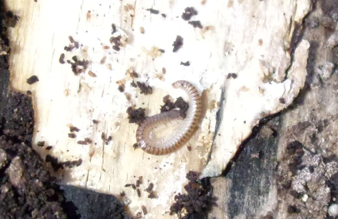 Image of Blunt-tailed Snake Millipede