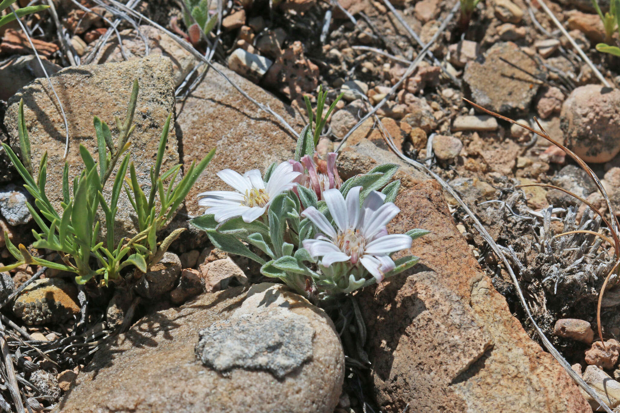 Image of hoary Townsend daisy