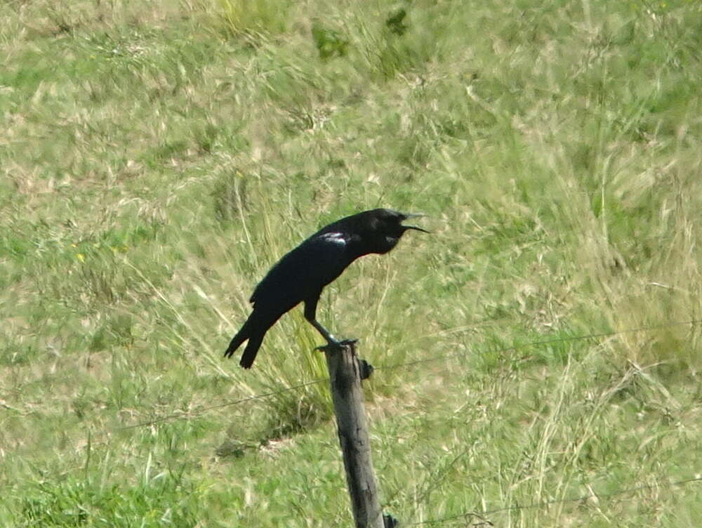 Image of Black Crow