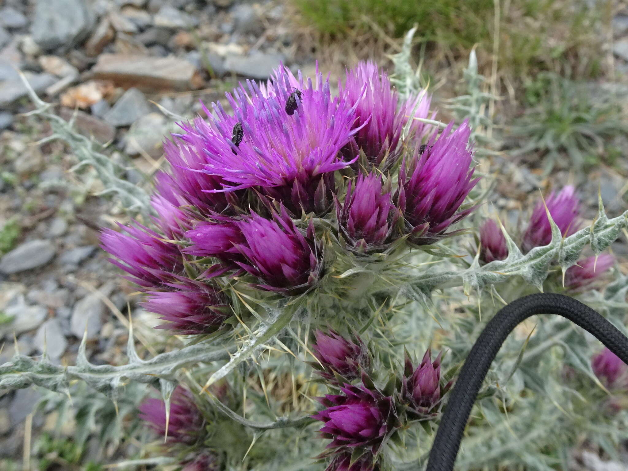 Слика од Carduus carlinoides Gouan