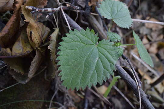 Image of Urtica dioica subsp. sondenii (Simmons) Hylander