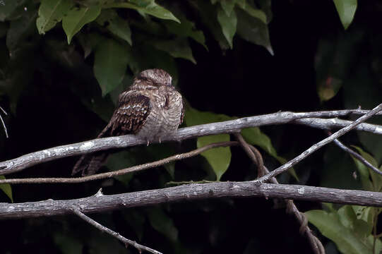 Image of Ladder-tailed Nightjar