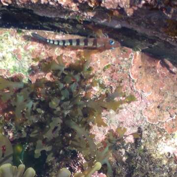 Image of Blue-eyed Triplefin