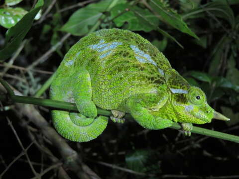 Image of Wemer's Chameleon