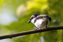 Image of West African Wattle-eye