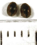 Image of Loew's Lady Beetle