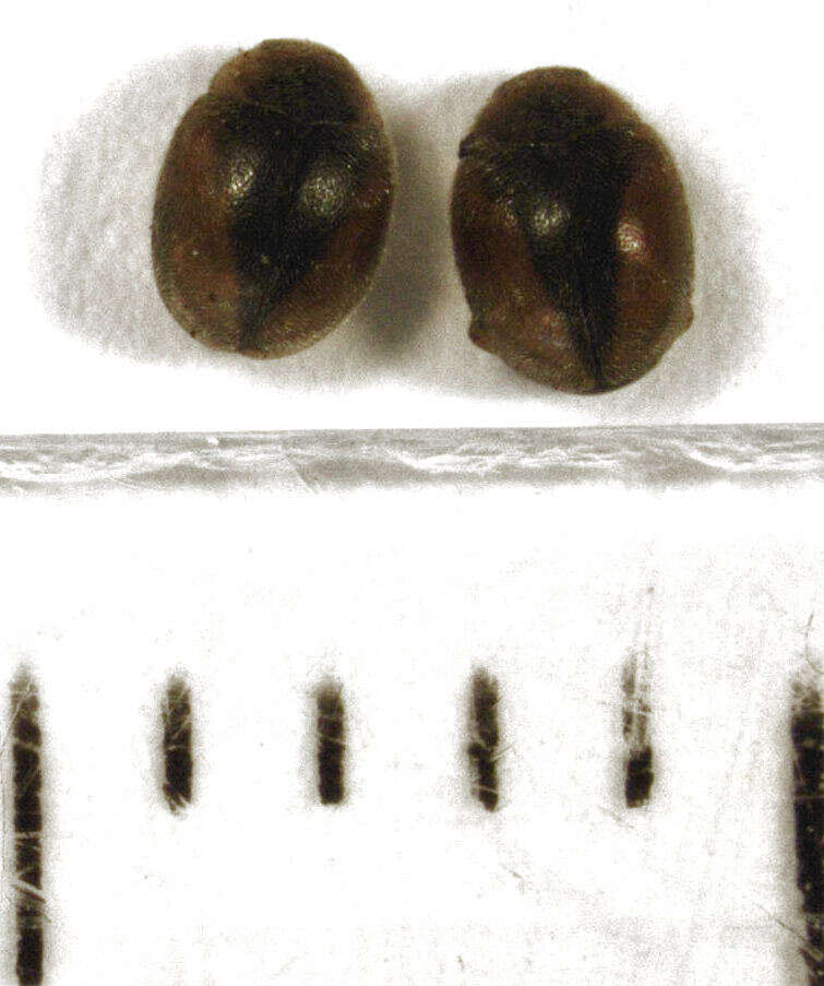 Image of Loew's Lady Beetle