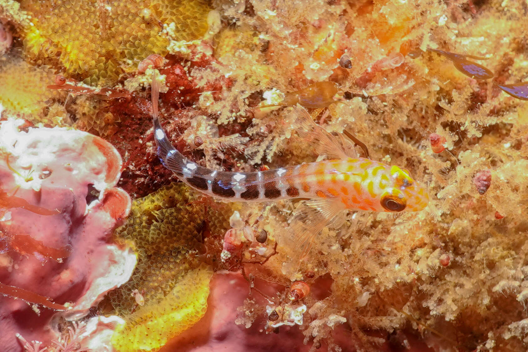 Image of Blue Dot Triplefin