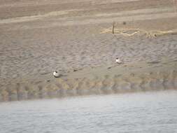 Image of Black-bellied Tern