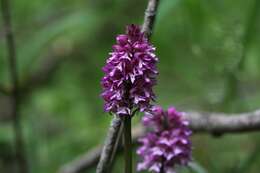 Image de Orchis hybrida (Lindl.) Boenn. ex Rchb.