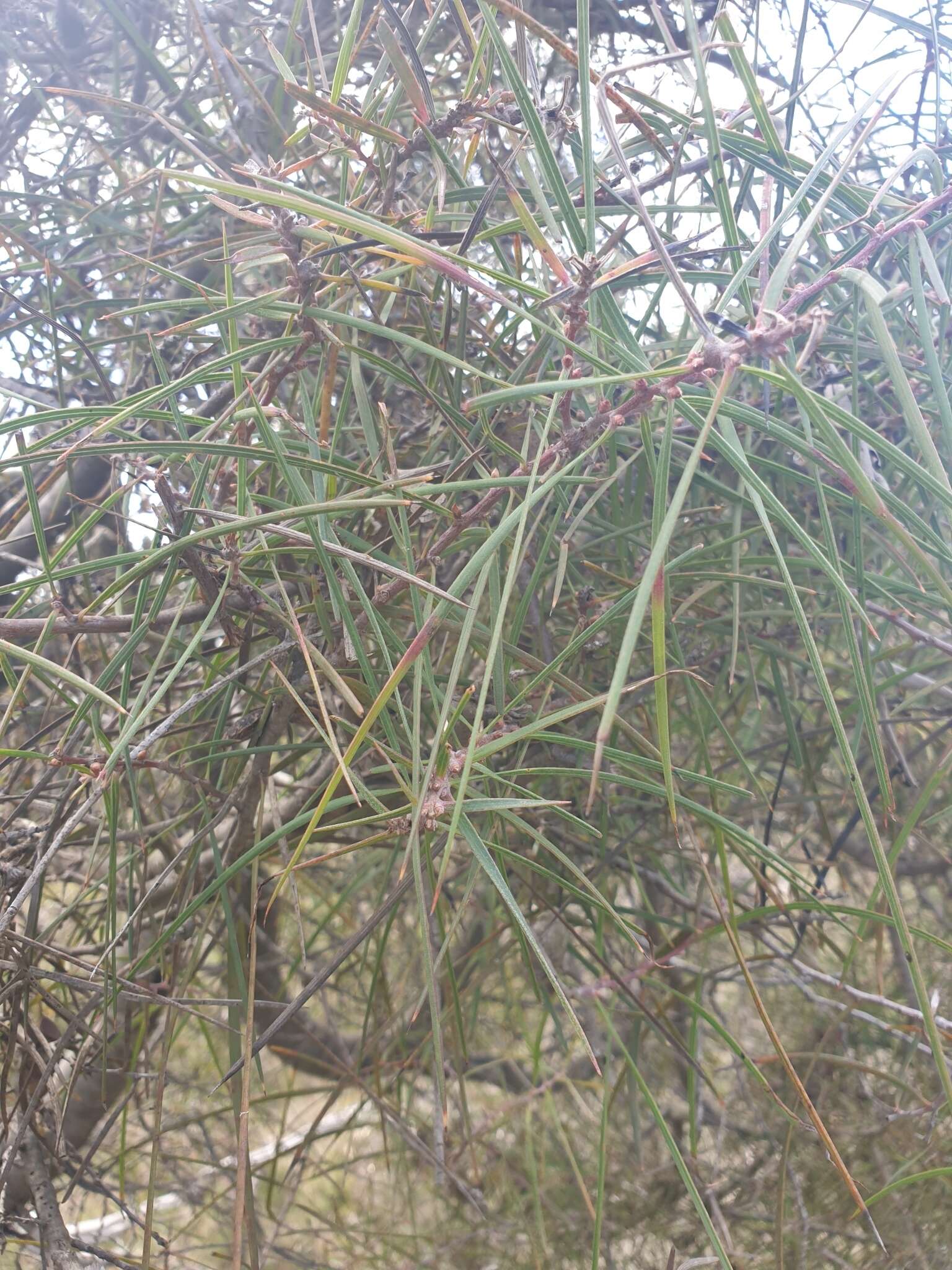 Image of Hakea ulicina R. Br.