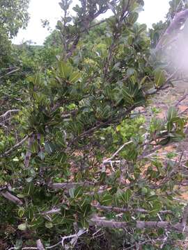 Image of Erythroxylum platyclados Boj.