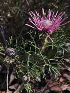 Image of Isopogon formosus R. Br.