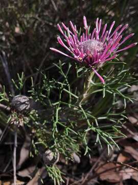 Imagem de Isopogon formosus R. Br.