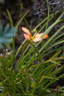 Image of Stylidium uniflorum subsp. uniflorum