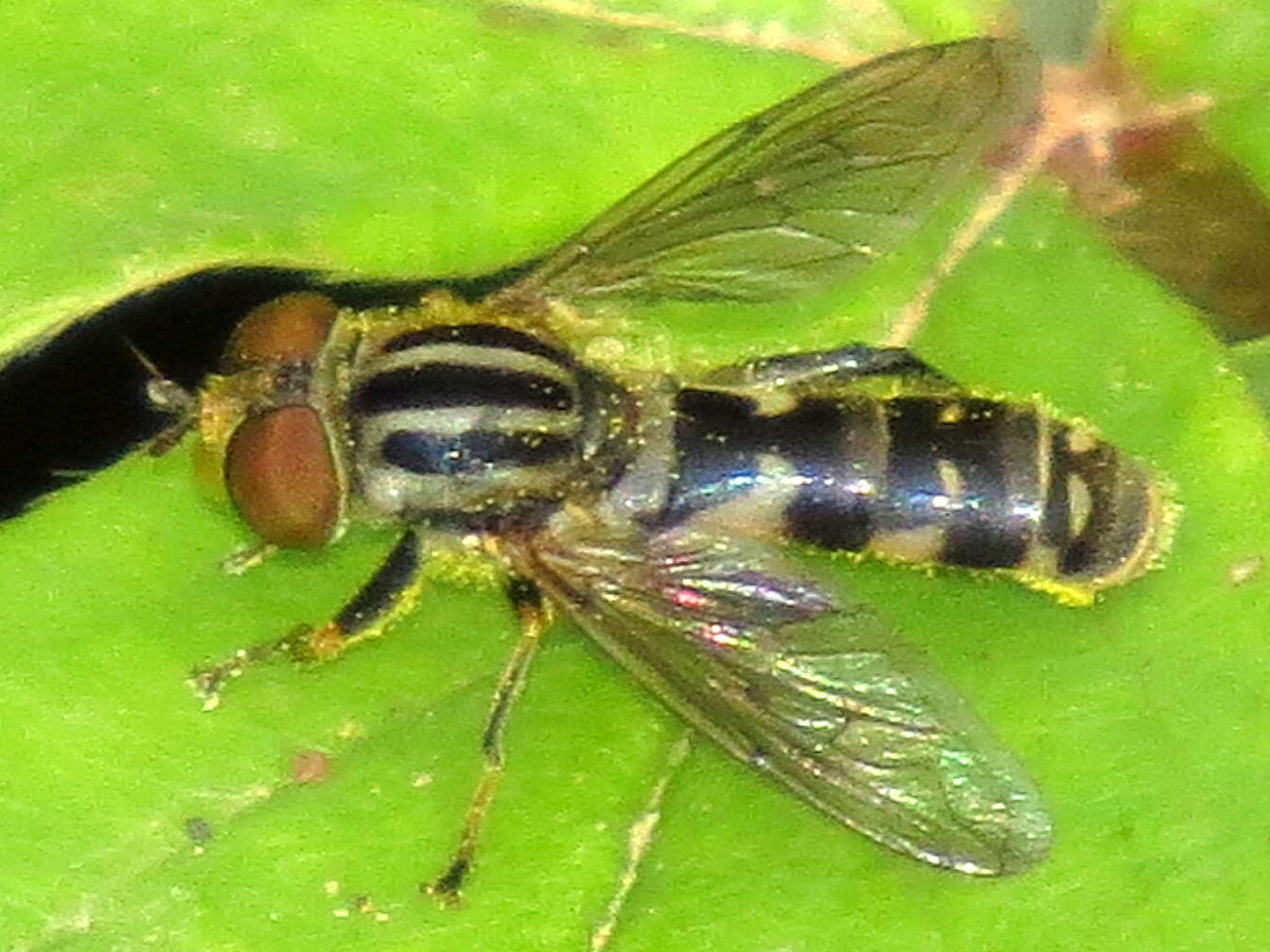 Image of Anasimyia chrysostomus (Wiedemann 1830)