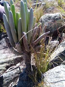 Image of Kalanchoe bitteri