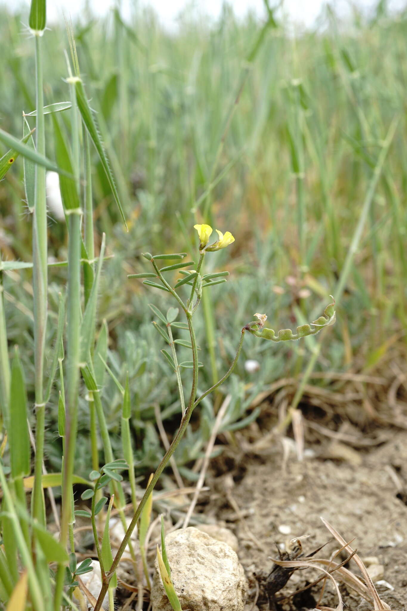 Sivun Hippocrepis ciliata Willd. kuva