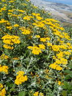 Image of seaside woolly sunflower