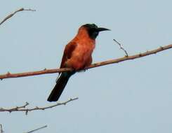 Image of Northern Carmine Bee-eater