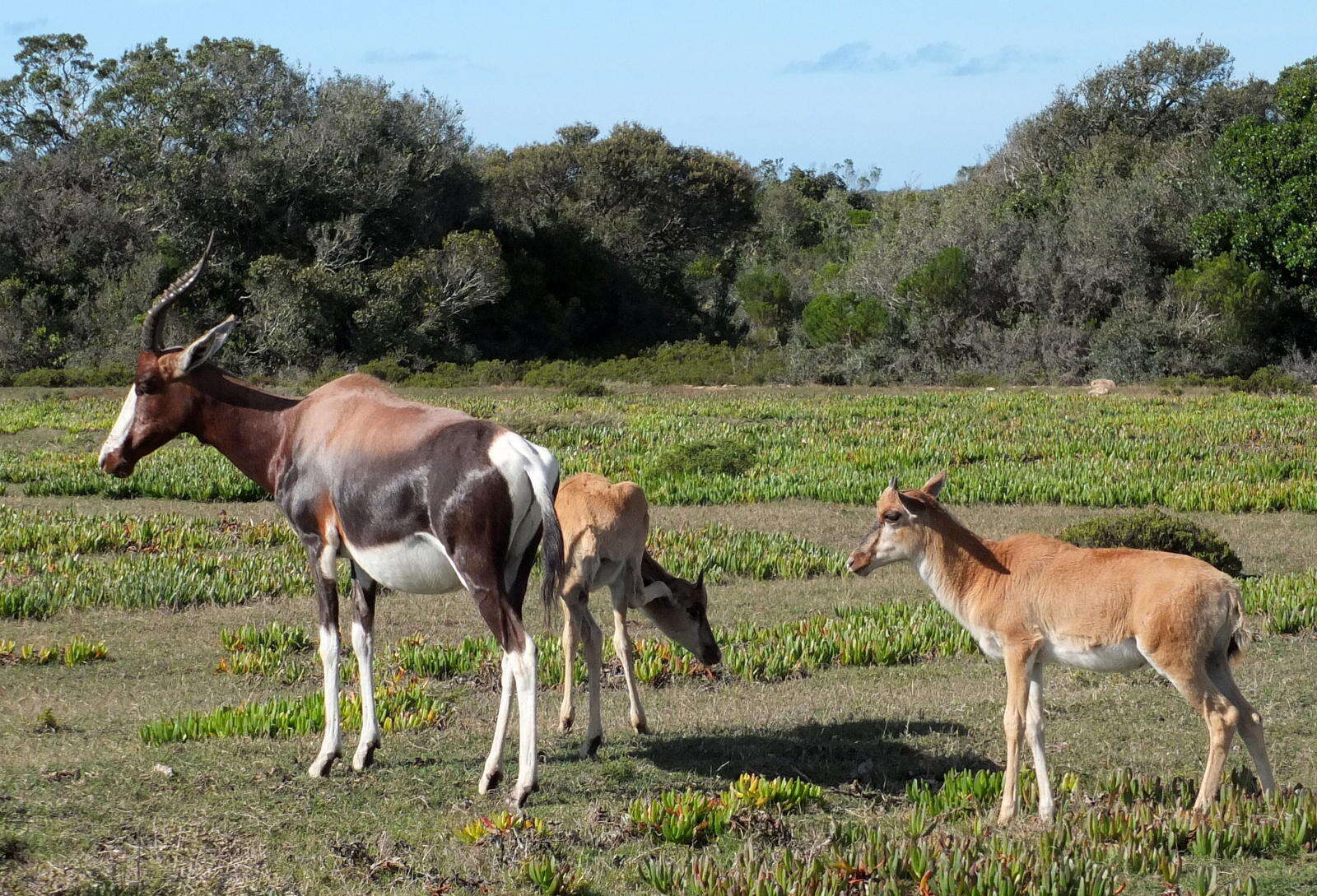 Image of Bontebok