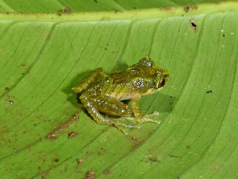 Image of Pristimantis museosus (Ibáñez, Jaramillo & Arosemena 1994)