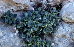 Image of Valeriana longiflora Willk.