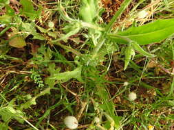 Imagem de Crepis neglecta subsp. graeca (Vierh.) Rech. fil.