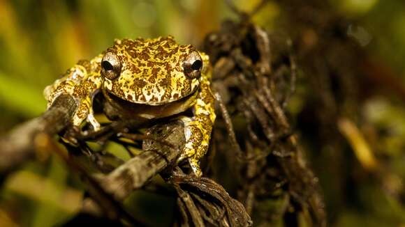 Imagem de Dendropsophus nahdereri (Lutz & Bokermann 1963)