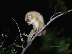 Image of slender loris