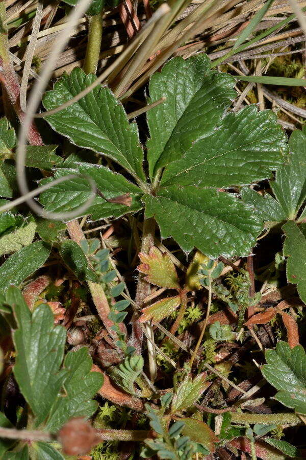 Potentilla ranunculoides Humb. & Bonpl. ex Nestl. resmi