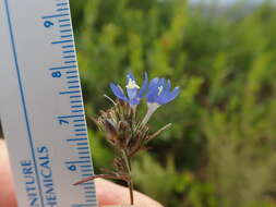 Imagem de Eriastrum sapphirinum subsp. dasyanthum (Brand) Mason