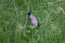 Imagem de Sylvia atricapilla atricapilla (Linnaeus 1758)