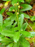 Image of pipsissewa