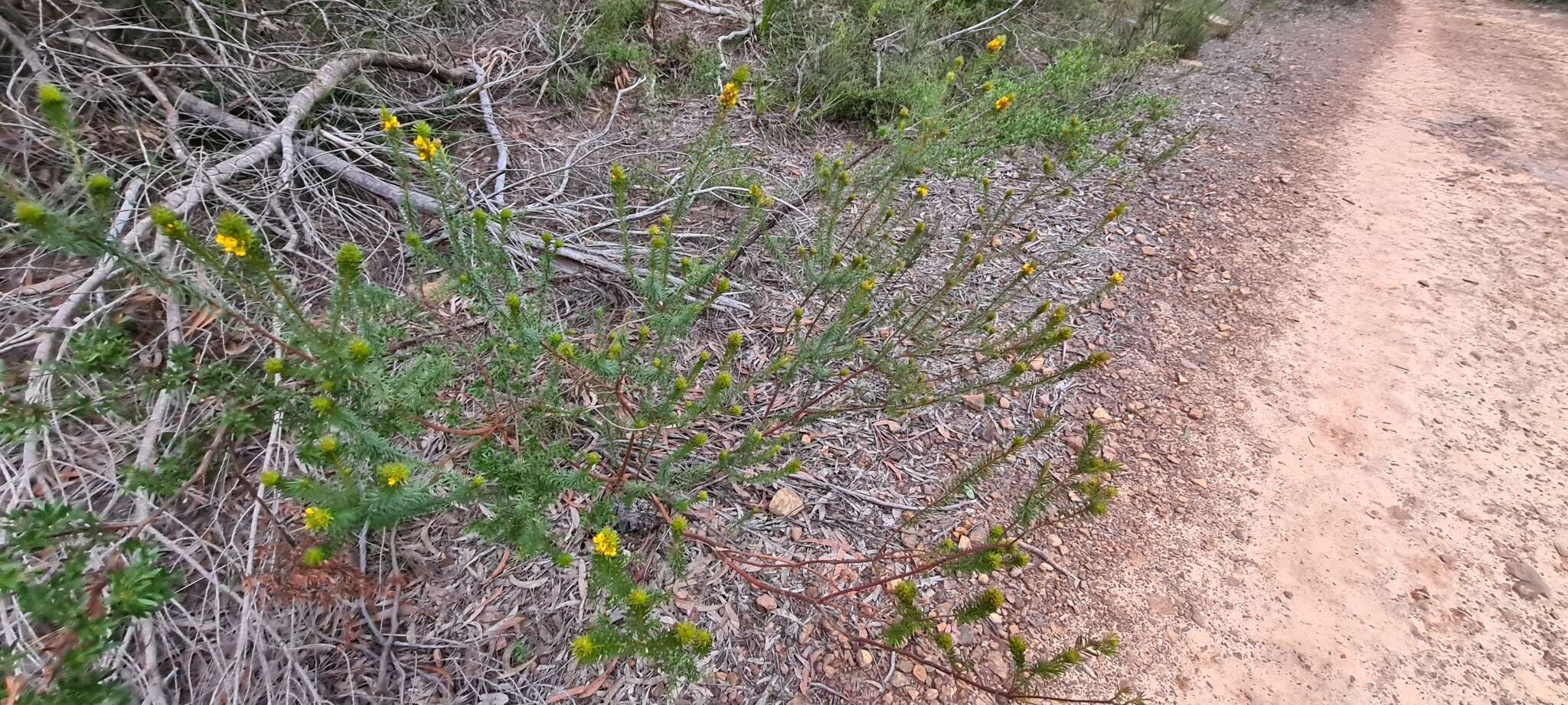 Sivun Phyllota kuva