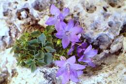 Image of Campanula isophylla Moretti