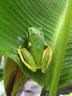 Image of Central American Smilisca