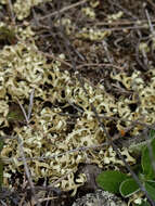 Image of Resurrection lichen