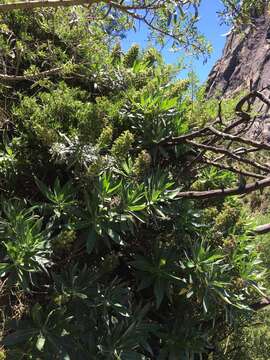 Echium acanthocarpum Svent. resmi