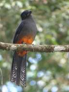 Image of Baird's Trogon