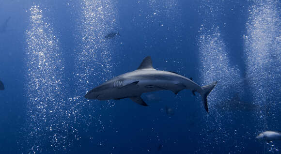 Image of Gray Reef Shark