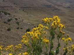 Image of Senecio doriiformis DC.