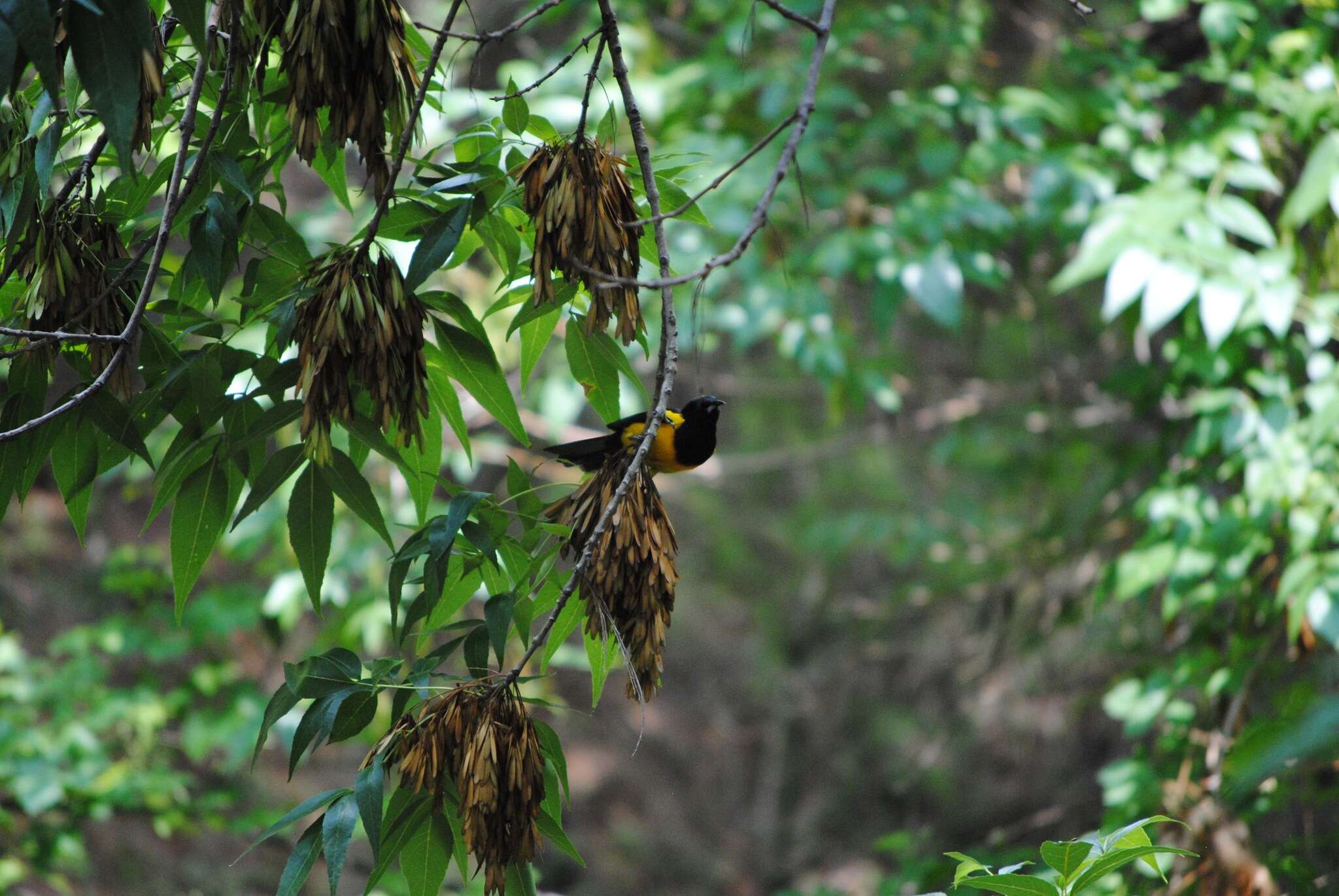 Image of Black-vented Oriole