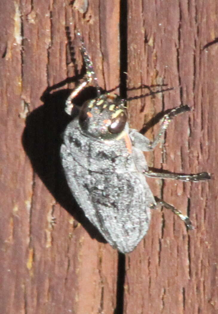 Image of Buprestidae