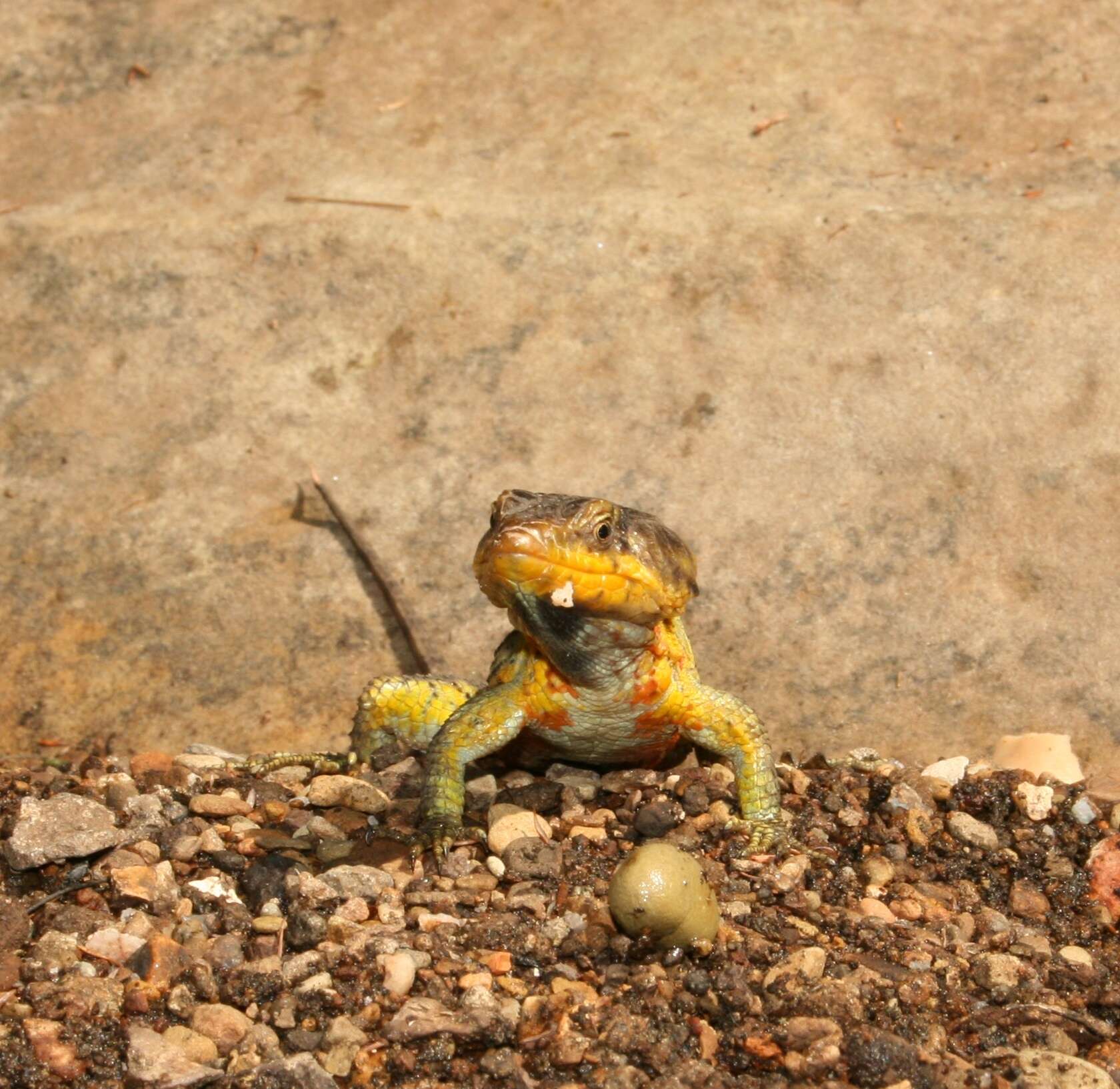 Image of Drakensberg Crag Lizard