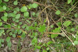 Image of Fuchsia colensoi Hook. fil.