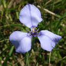 Herbertia darwinii Roitman & J. A. Castillo的圖片