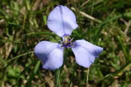 Herbertia darwinii Roitman & J. A. Castillo的圖片