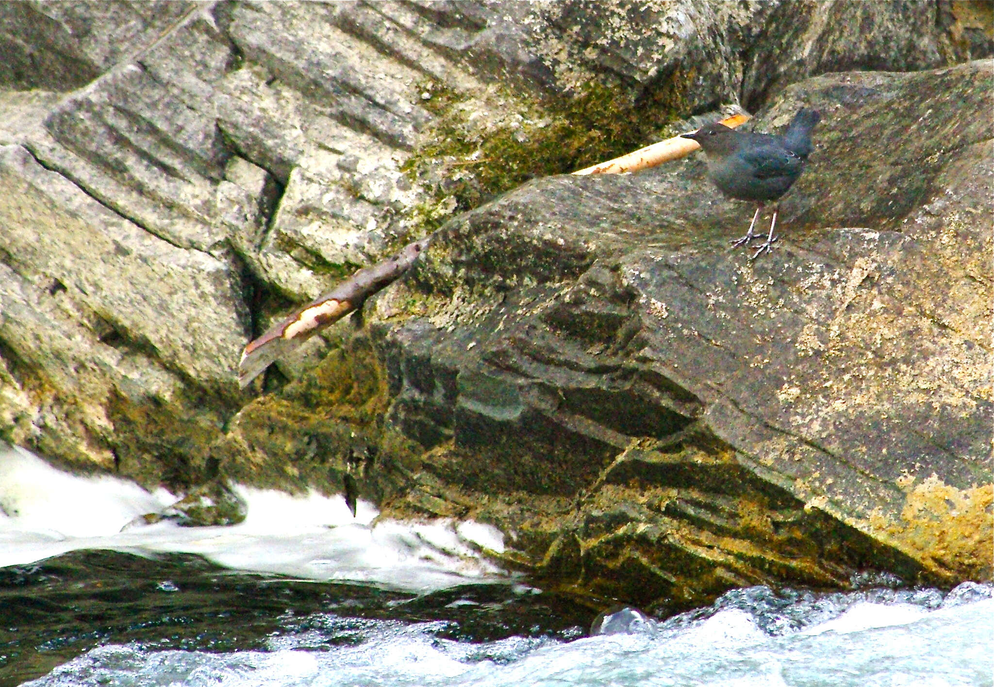 Image of American Dipper