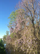 Image of Japanese wisteria